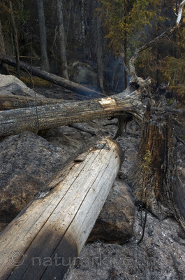 BB 06 0062 / Picea abies / Gran